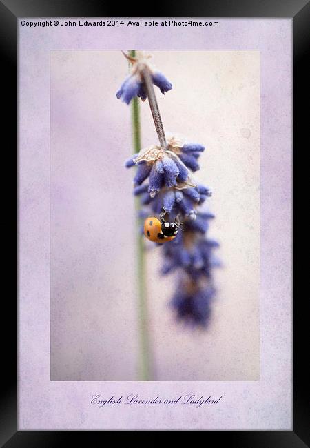 English Lavender and Ladybird Framed Print by John Edwards