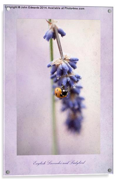 English Lavender and Ladybird Acrylic by John Edwards