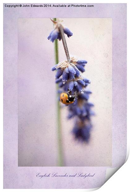 English Lavender and Ladybird Print by John Edwards