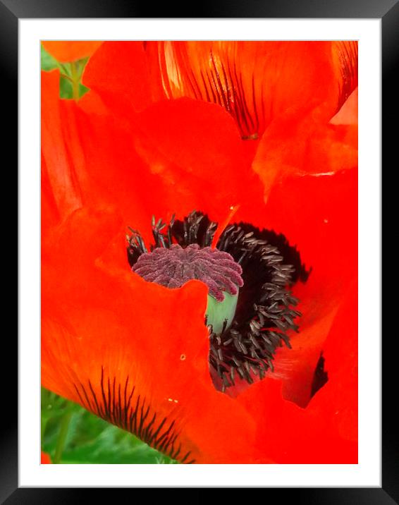 Silky Red Hot! Framed Mounted Print by Eleanor McCabe
