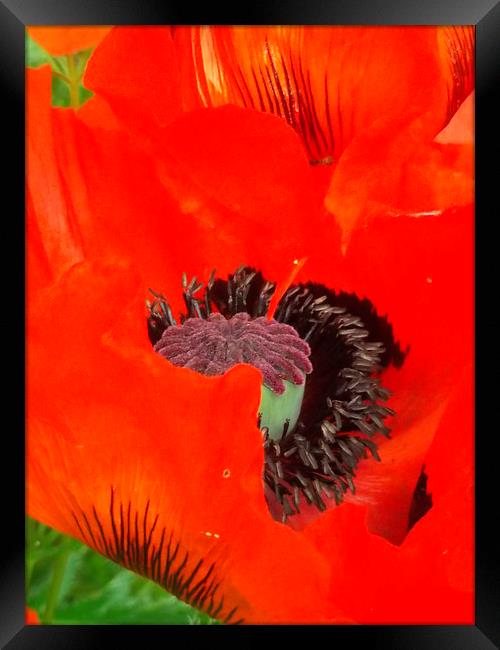 Silky Red Hot! Framed Print by Eleanor McCabe