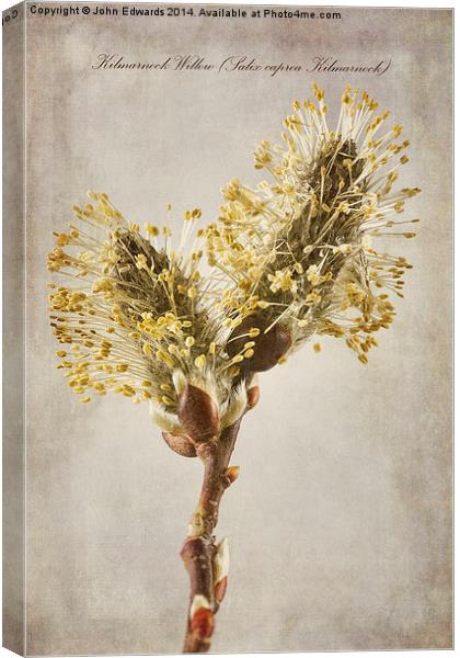 Salix caprea Kilmarnock Canvas Print by John Edwards