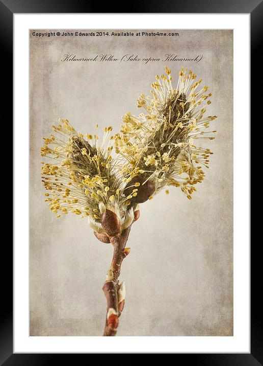 Salix caprea Kilmarnock Framed Mounted Print by John Edwards