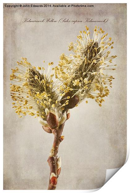Salix caprea Kilmarnock Print by John Edwards