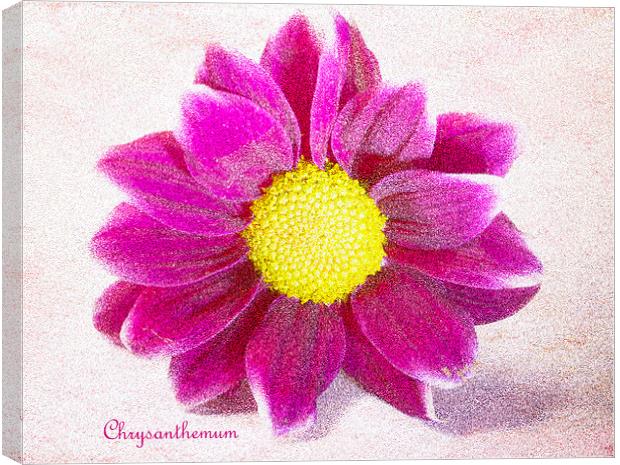 Chrysanthemum Canvas Print by Fine art by Rina