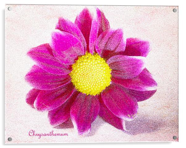 Chrysanthemum Acrylic by Fine art by Rina