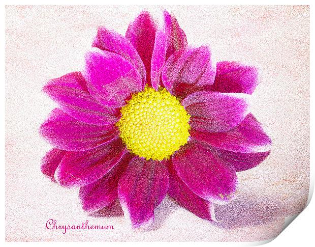 Chrysanthemum Print by Fine art by Rina