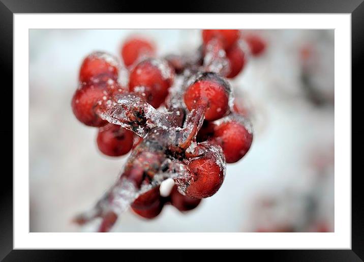   Misc .. Captured Snowflakes Framed Mounted Print by Elaine Manley