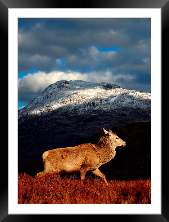 Red deer at Torridon Framed Mounted Print by Macrae Images