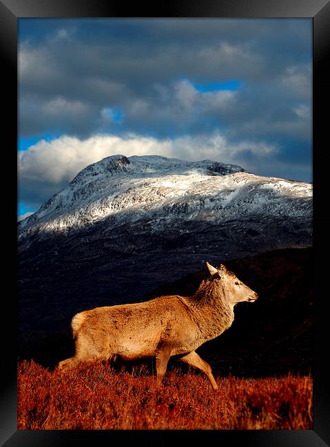 Red deer at Torridon Framed Print by Macrae Images