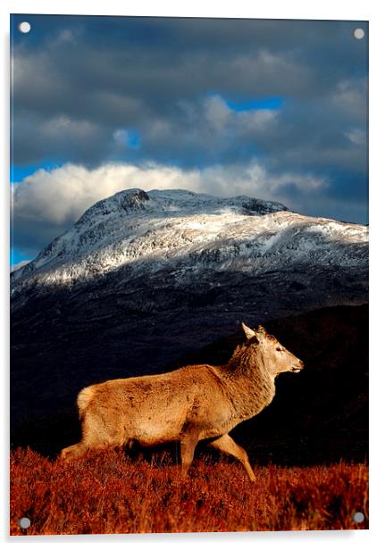 Red deer at Torridon Acrylic by Macrae Images