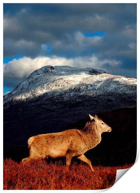 Red deer at Torridon Print by Macrae Images