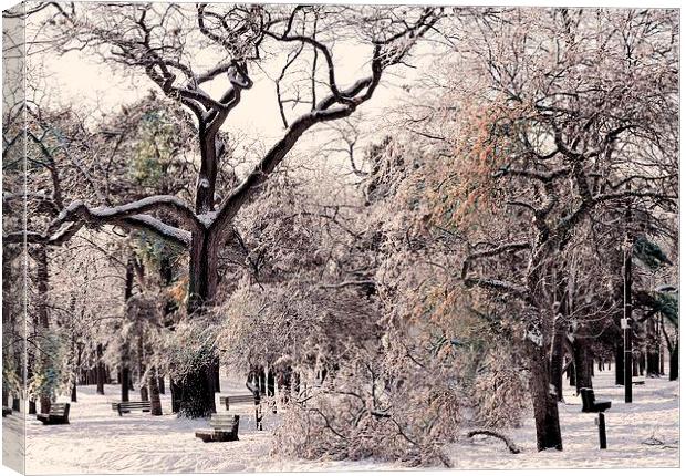 Winter Trees Canvas Print by Elaine Manley