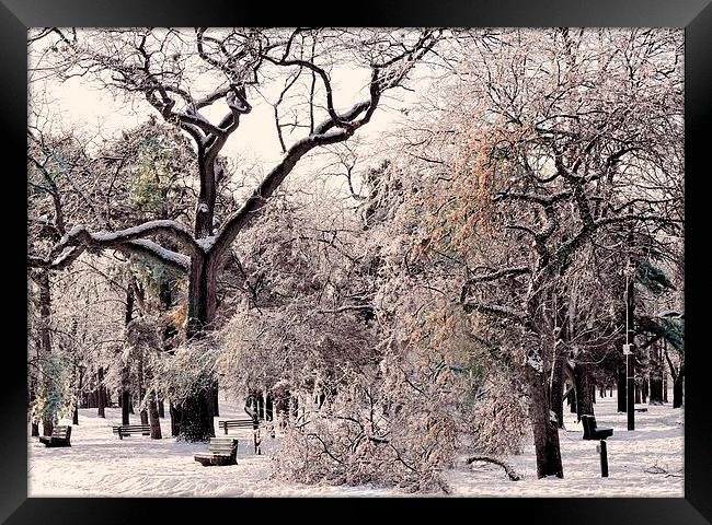 Winter Trees Framed Print by Elaine Manley