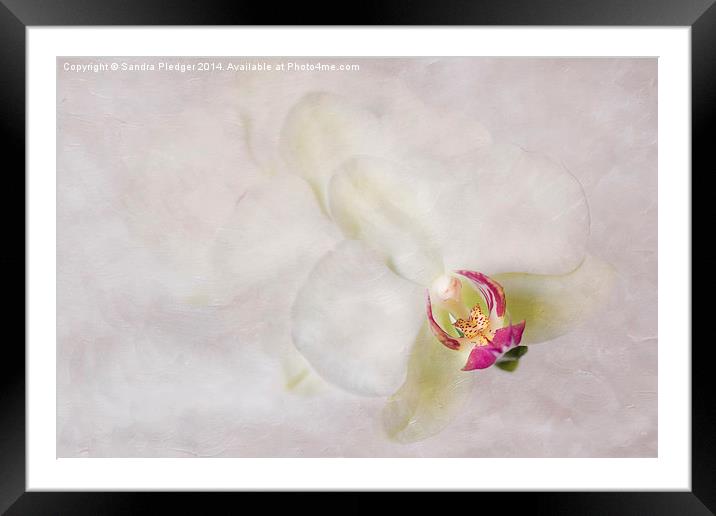 Flower Angel Framed Mounted Print by Sandra Pledger