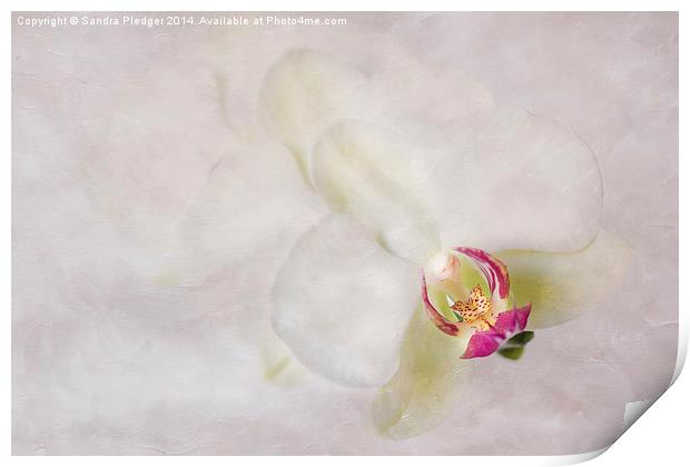 Flower Angel Print by Sandra Pledger