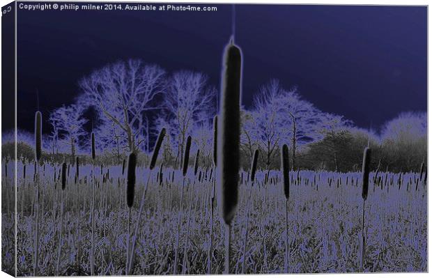 Forest Of Bullrushes Canvas Print by philip milner