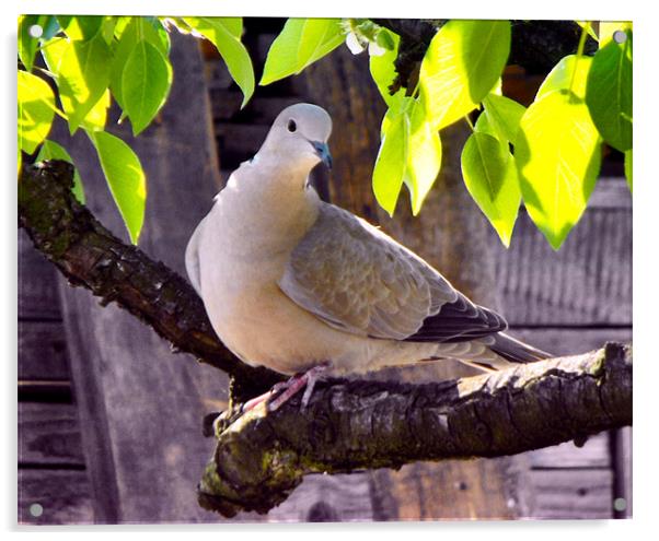 turtle-dove Acrylic by Ferenc Kalmar