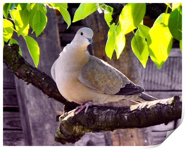 turtle-dove Print by Ferenc Kalmar