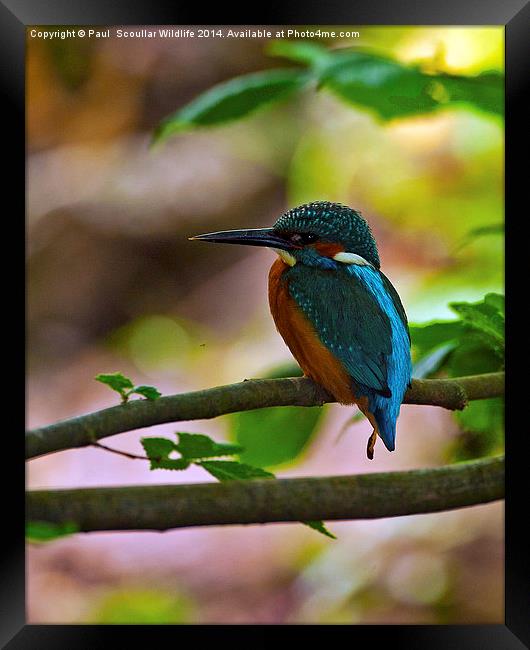 Kingfisher Framed Print by Paul Scoullar