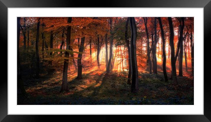 Autumn Woodland Sunrise Framed Mounted Print by Ceri Jones