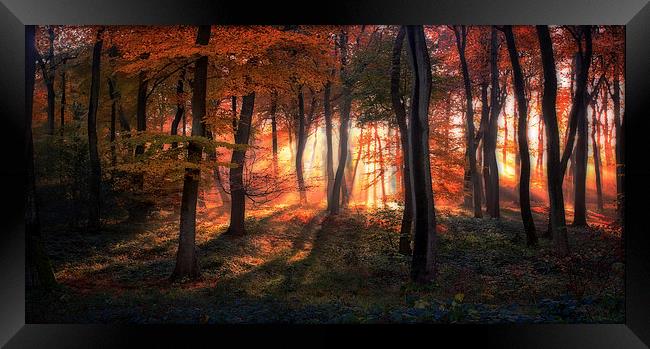 Autumn Woodland Sunrise Framed Print by Ceri Jones