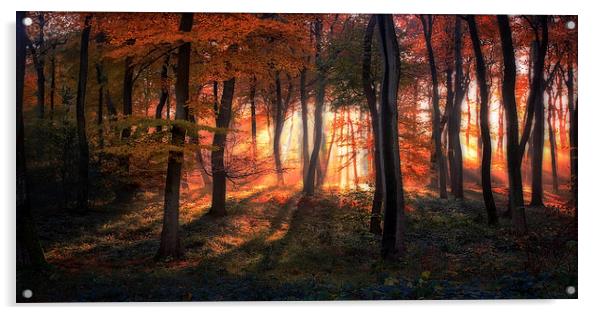 Autumn Woodland Sunrise Acrylic by Ceri Jones