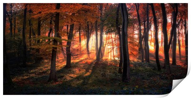 Autumn Woodland Sunrise Print by Ceri Jones
