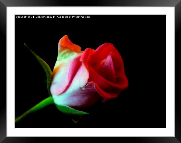 The Rose Out Of Black Framed Mounted Print by Bill Lighterness