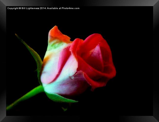 The Rose Out Of Black Framed Print by Bill Lighterness
