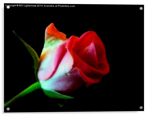 The Rose Out Of Black Acrylic by Bill Lighterness