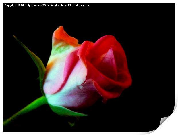 The Rose Out Of Black Print by Bill Lighterness