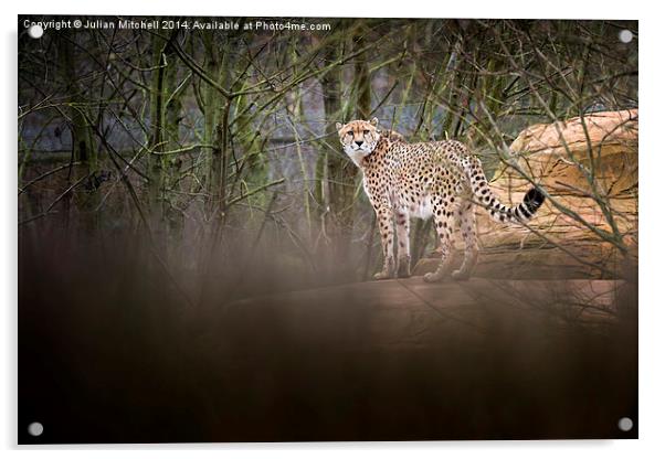 Cheetah Acrylic by Julian Mitchell
