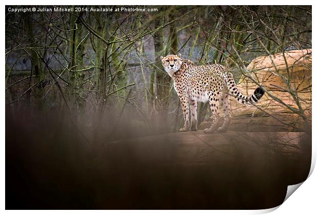Cheetah Print by Julian Mitchell