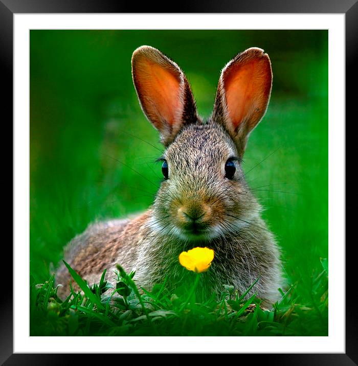Baby Rabbit Framed Mounted Print by Macrae Images