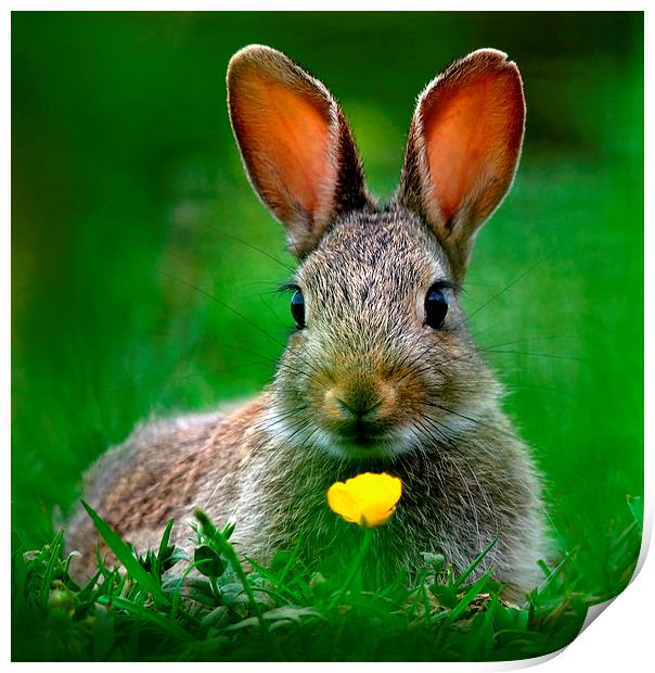 Baby Rabbit Print by Macrae Images