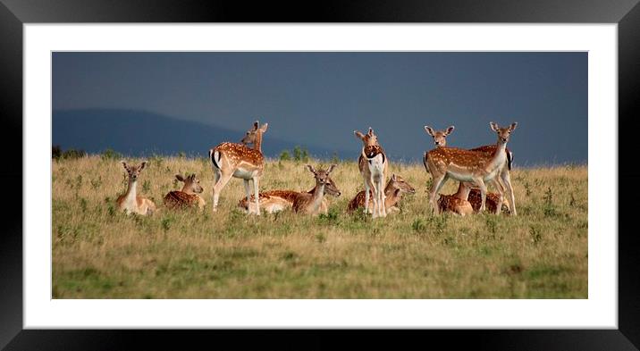 Standing Guard Roe Deer Framed Mounted Print by Nigel Barrett Canvas