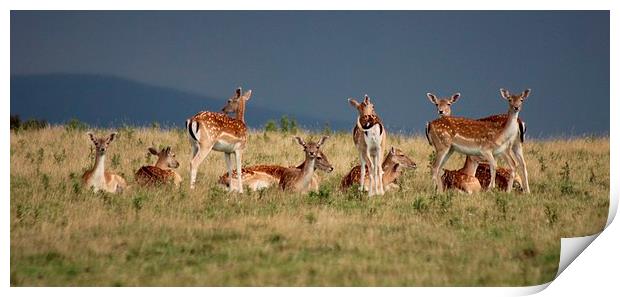 Standing Guard Roe Deer Print by Nigel Barrett Canvas
