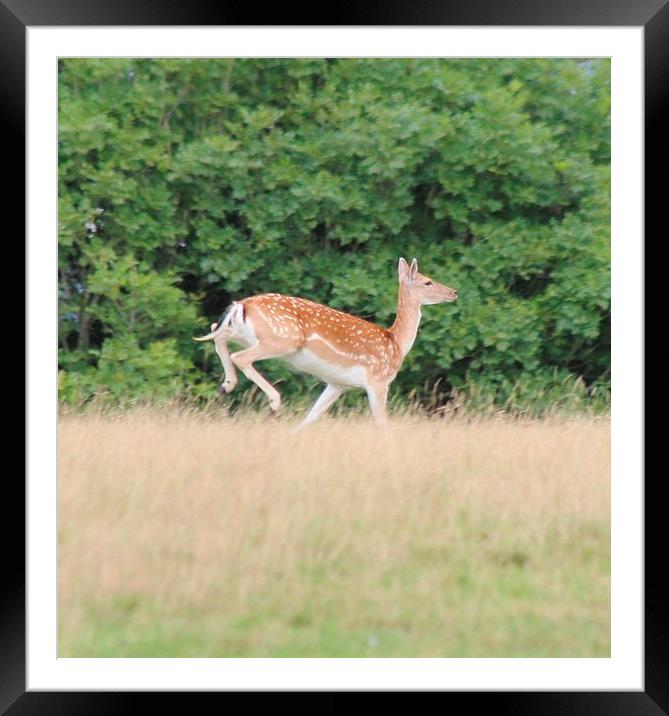 Roe Deer Framed Mounted Print by Nigel Barrett Canvas