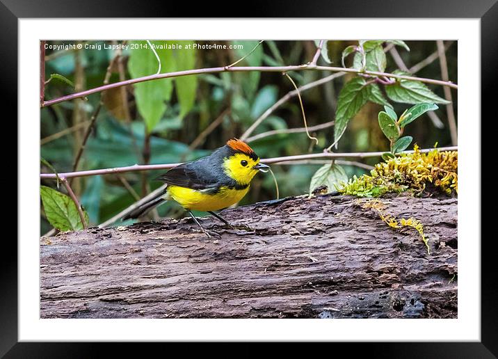 tiny bird - a collared redstart Framed Mounted Print by Craig Lapsley