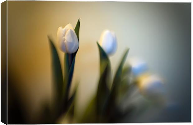 Still Life - Tulips Canvas Print by Chuck Underwood