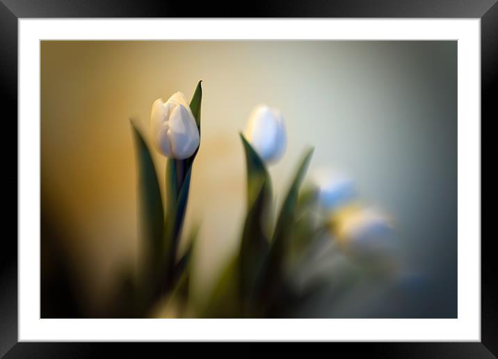 Still Life - Tulips Framed Mounted Print by Chuck Underwood