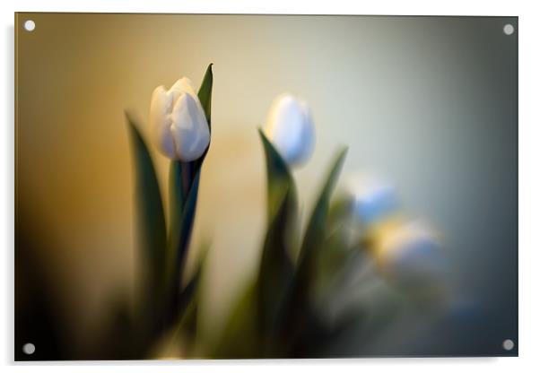 Still Life - Tulips Acrylic by Chuck Underwood