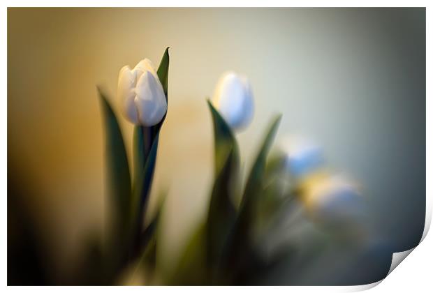 Still Life - Tulips Print by Chuck Underwood