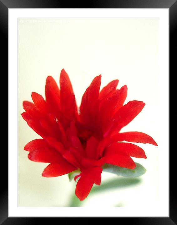 Exotic Red Flower Framed Mounted Print by james richmond