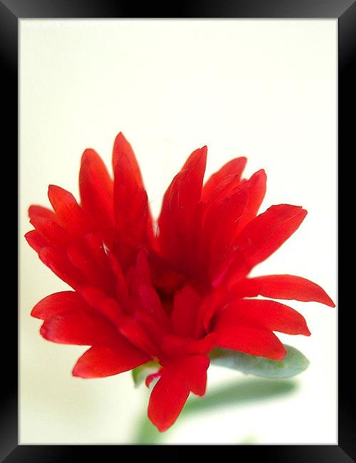 Exotic Red Flower Framed Print by james richmond