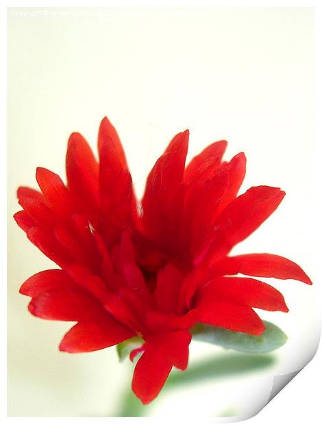 Exotic Red Flower Print by james richmond