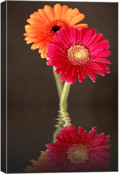 GERBERA REFLECTIONS Canvas Print by Anthony Kellaway