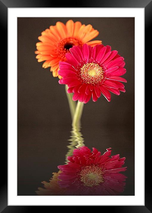 GERBERA REFLECTIONS Framed Mounted Print by Anthony Kellaway