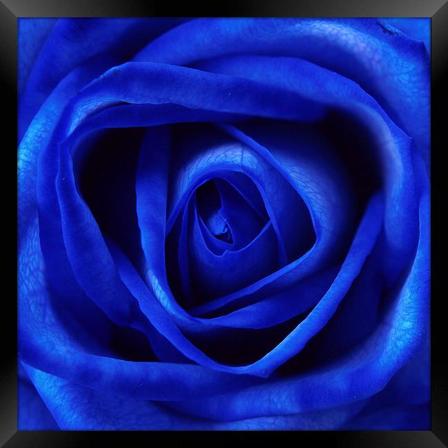 Blue Rose Framed Print by Andy Huntley